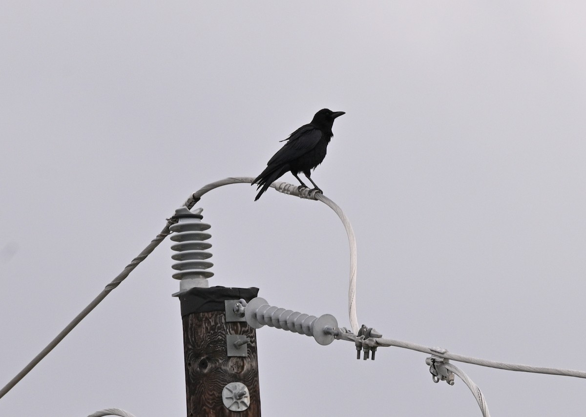 American Crow - ML647049955
