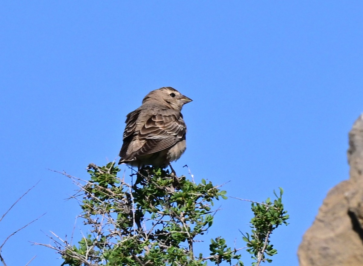 Pale Rockfinch - ML647049958