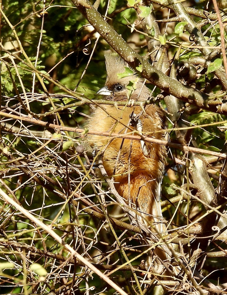 チャイロネズミドリ - ML647049980