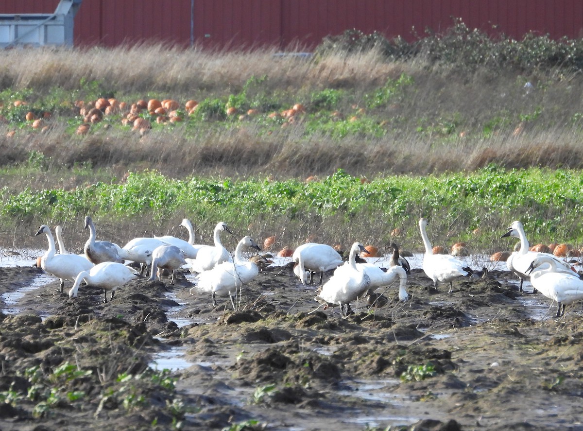 Trumpeter Swan - ML647049982