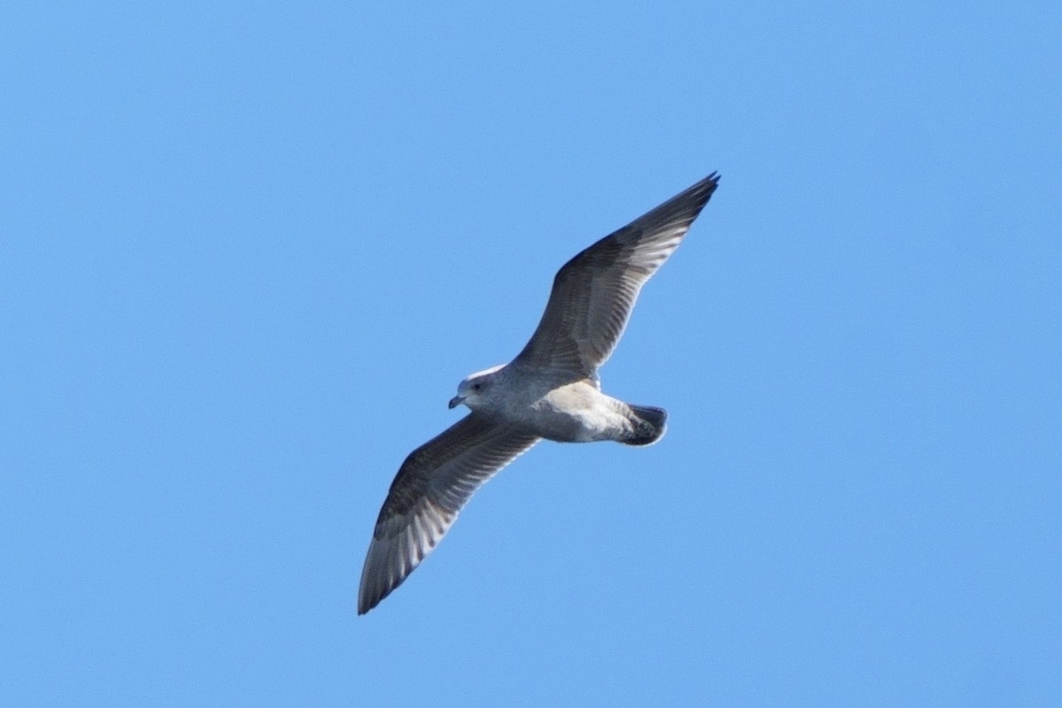 American Herring Gull - ML647049986