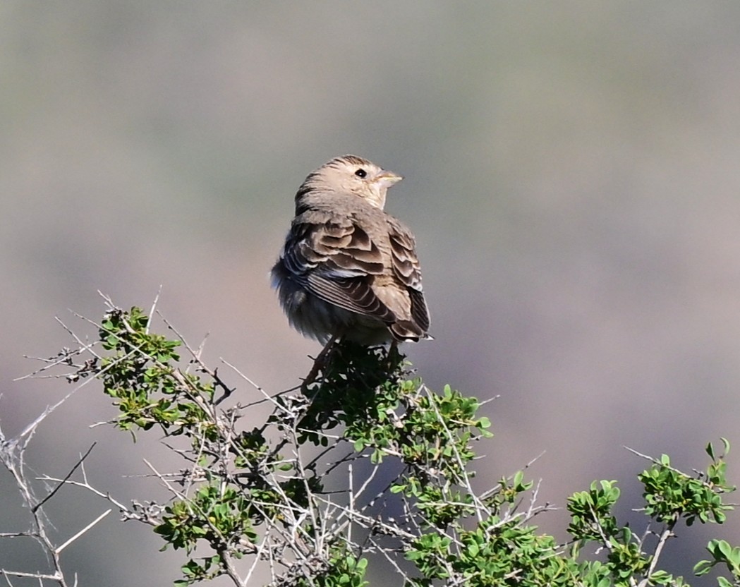 Pale Rockfinch - ML647049987