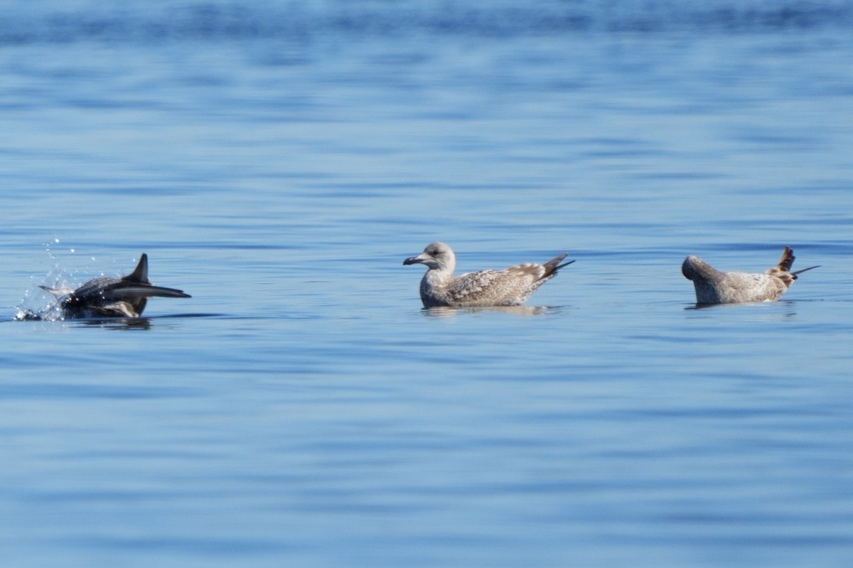 American Herring Gull - ML647049988