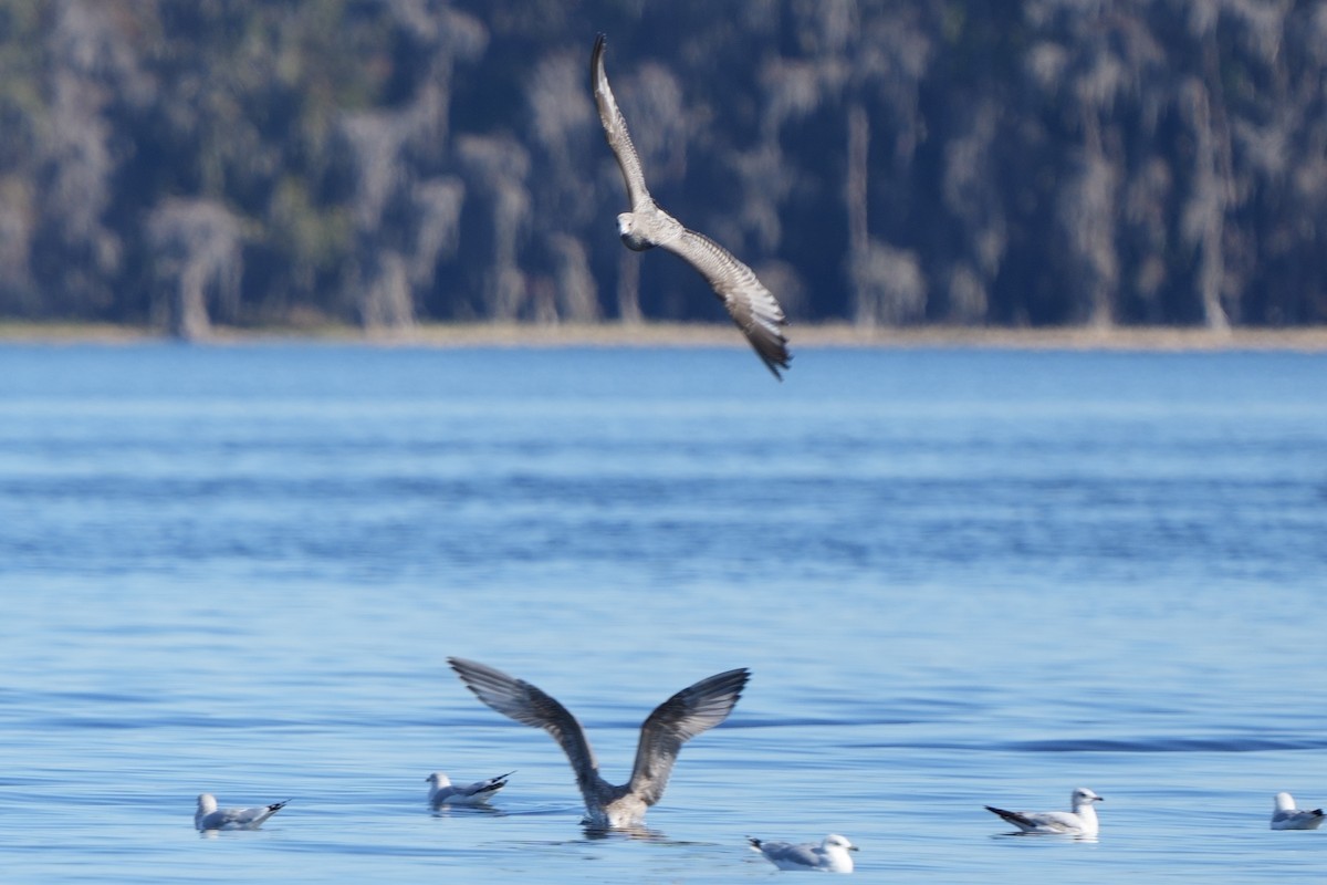American Herring Gull - ML647049989