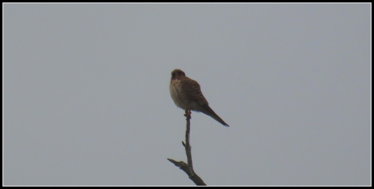 American Kestrel - ML647049997