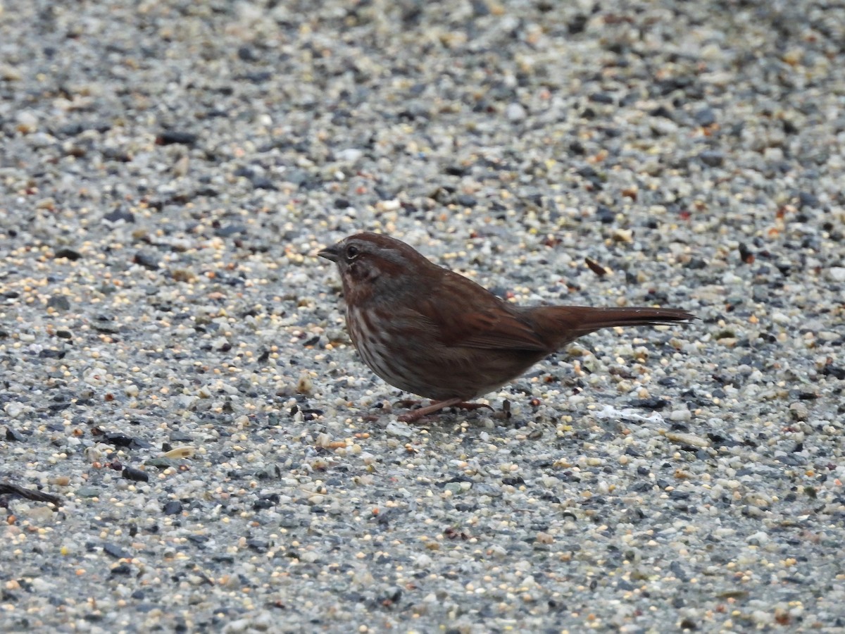 Song Sparrow - ML647049998