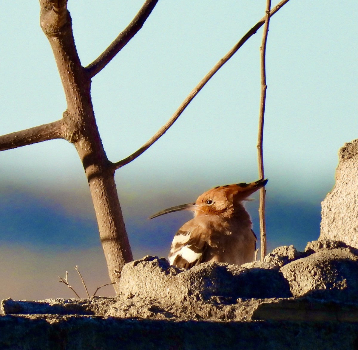 ヤツガシラ - ML647050000