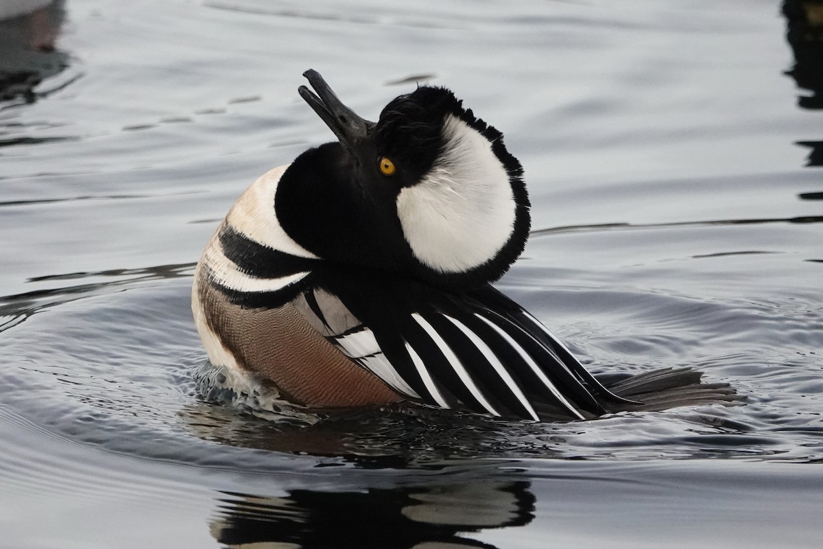 Hooded Merganser - ML647050001