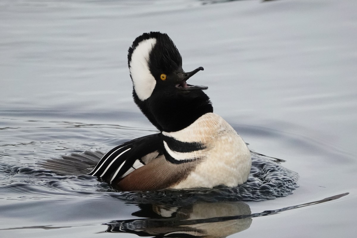 Hooded Merganser - ML647050002