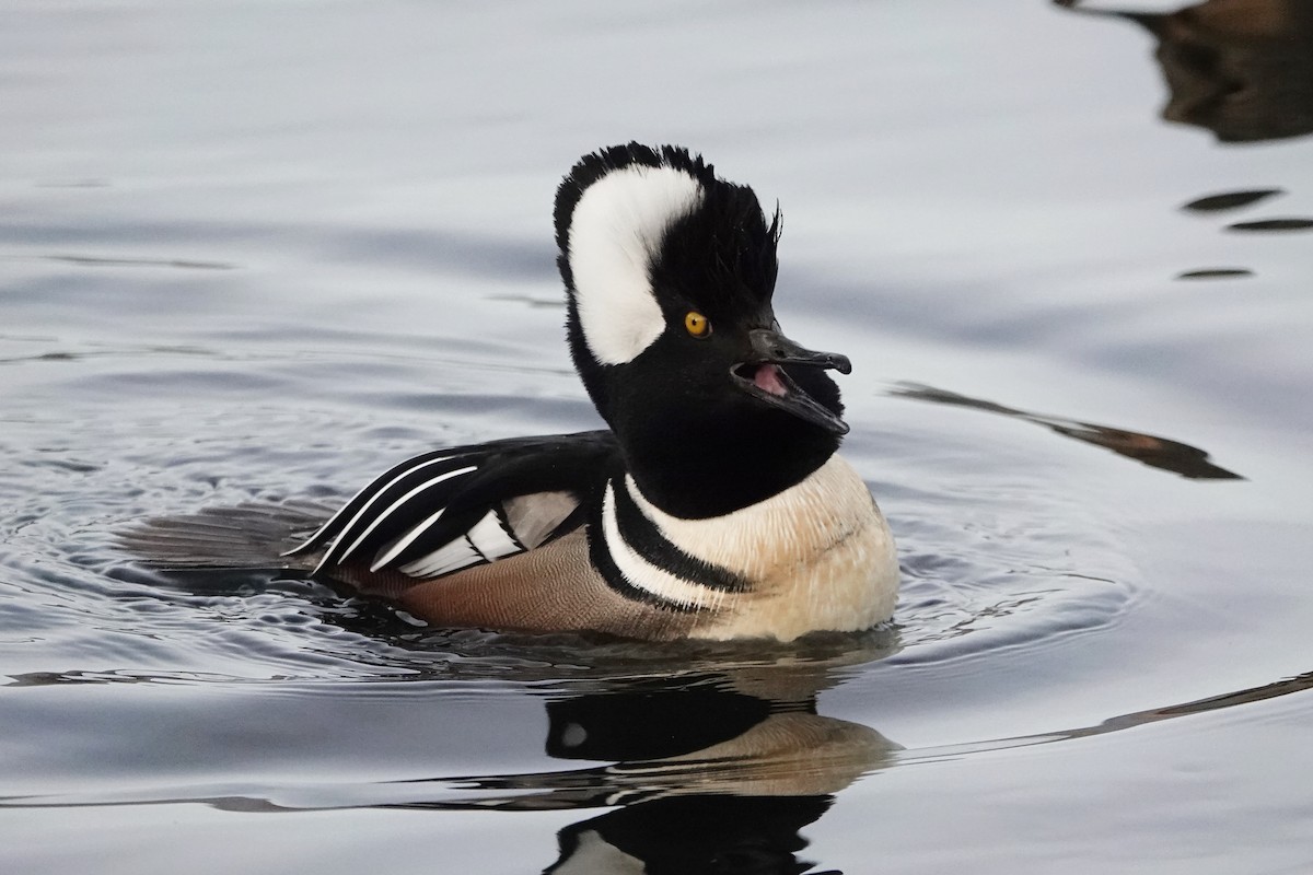 Hooded Merganser - ML647050003