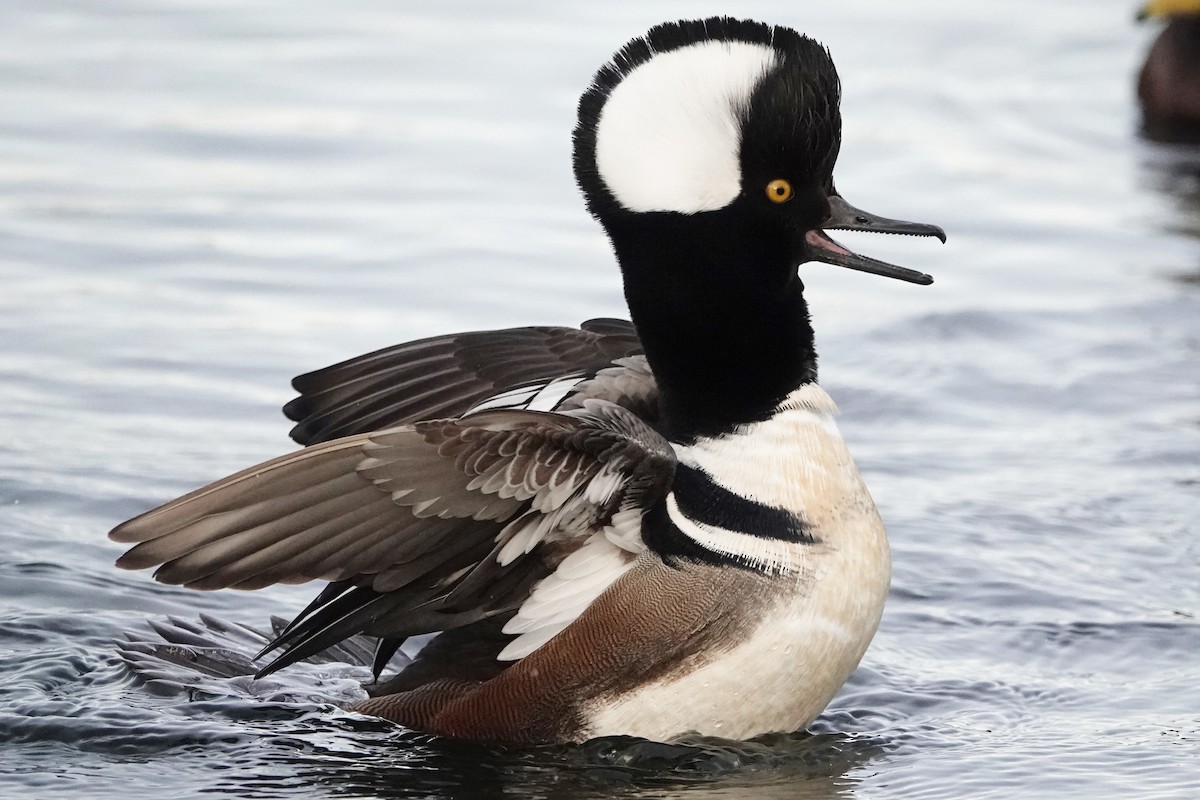 Hooded Merganser - ML647050004
