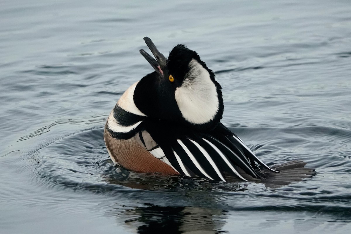 Hooded Merganser - ML647050005