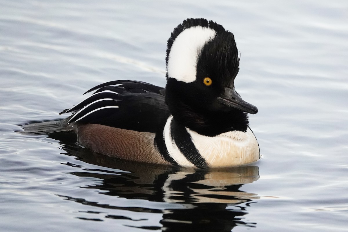 Hooded Merganser - ML647050006
