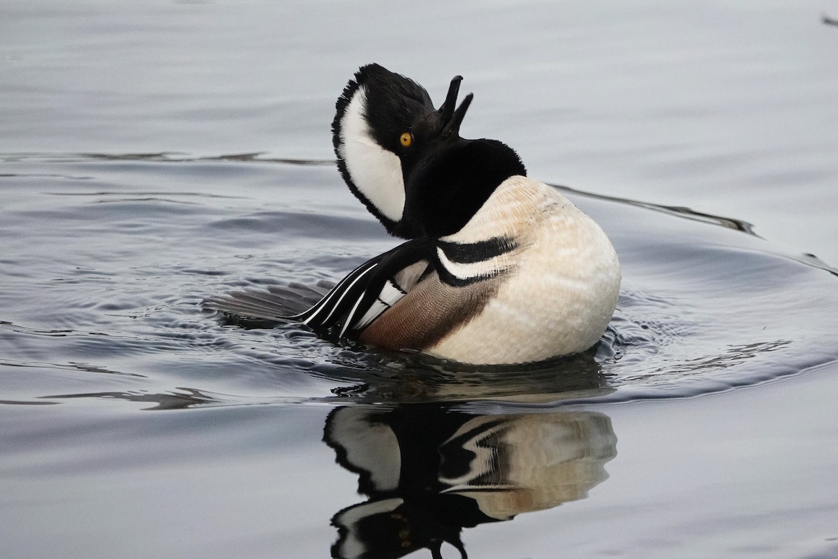 Hooded Merganser - ML647050007