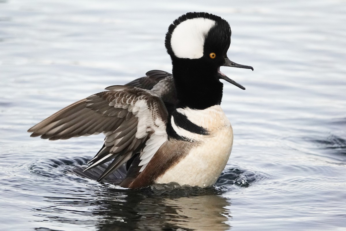 Hooded Merganser - ML647050008