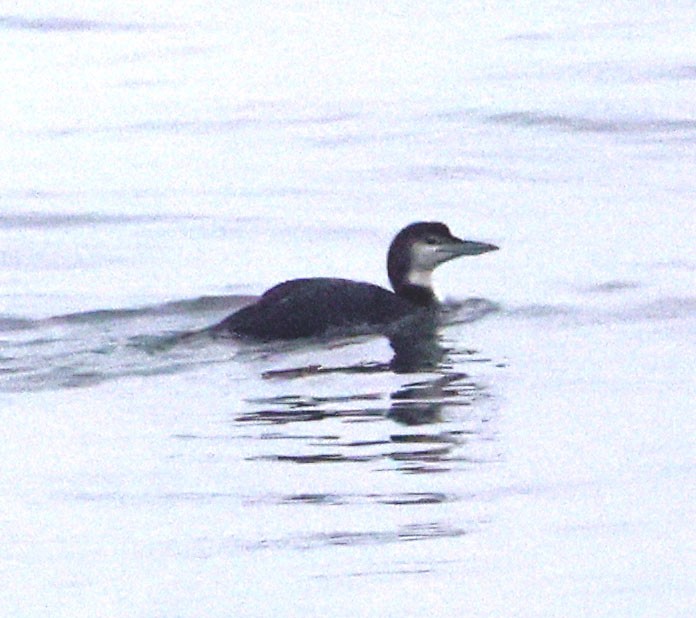 Common Loon - ML647050009