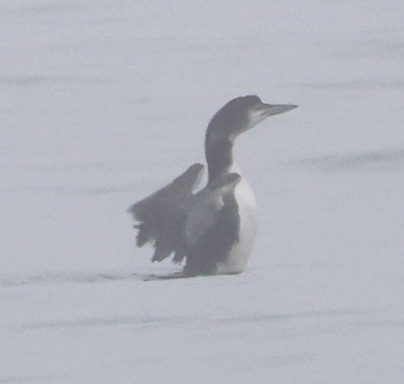 Common Loon - ML647050010