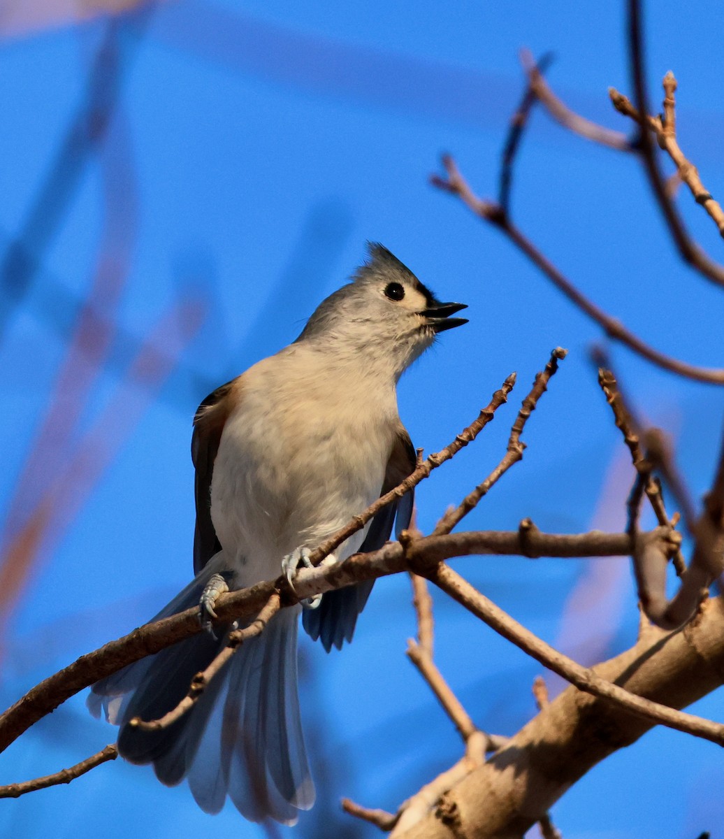 Tufted Titmouse - ML647050017