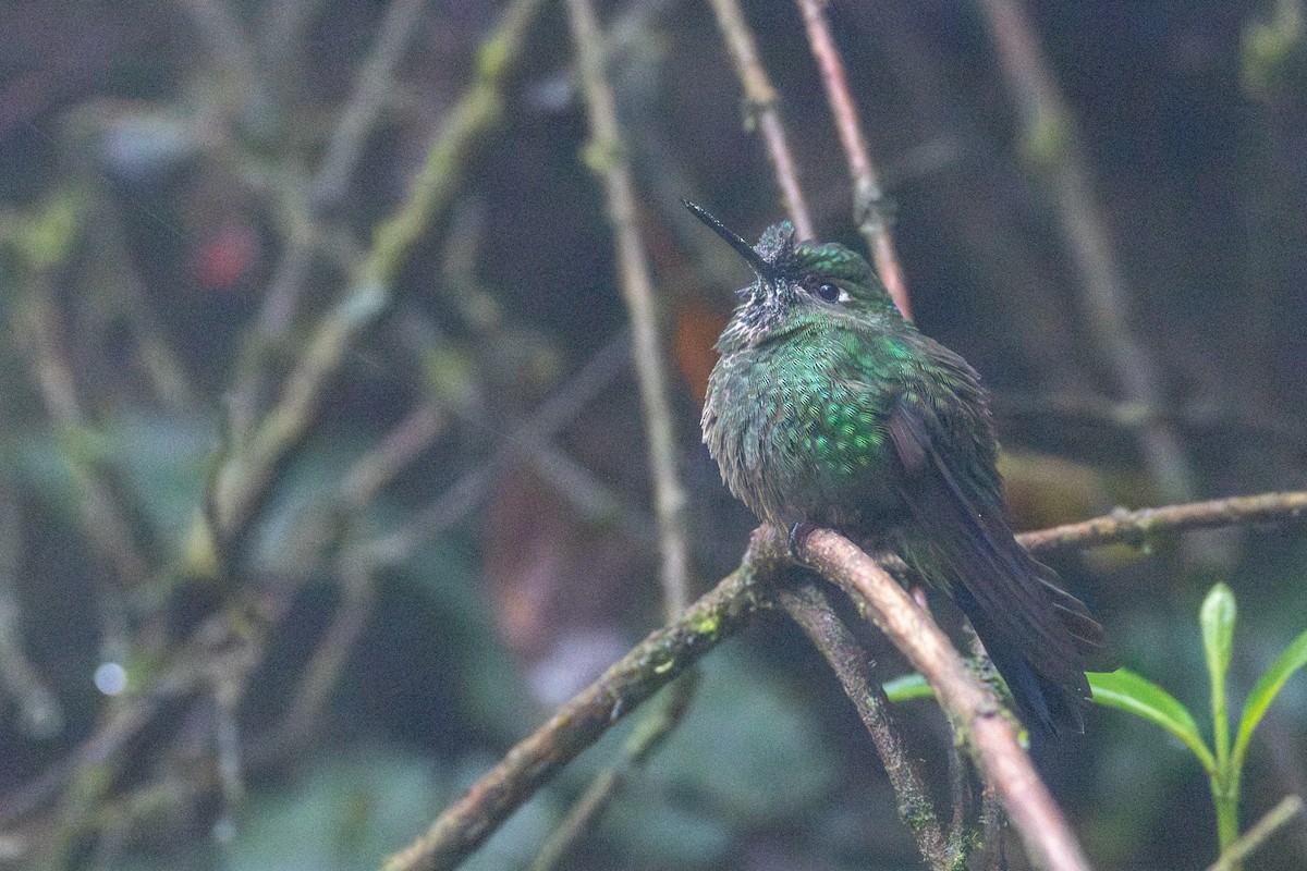 Tourmaline Sunangel - ML647050020