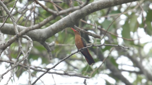 Cinnamon Hummingbird - ML647050021