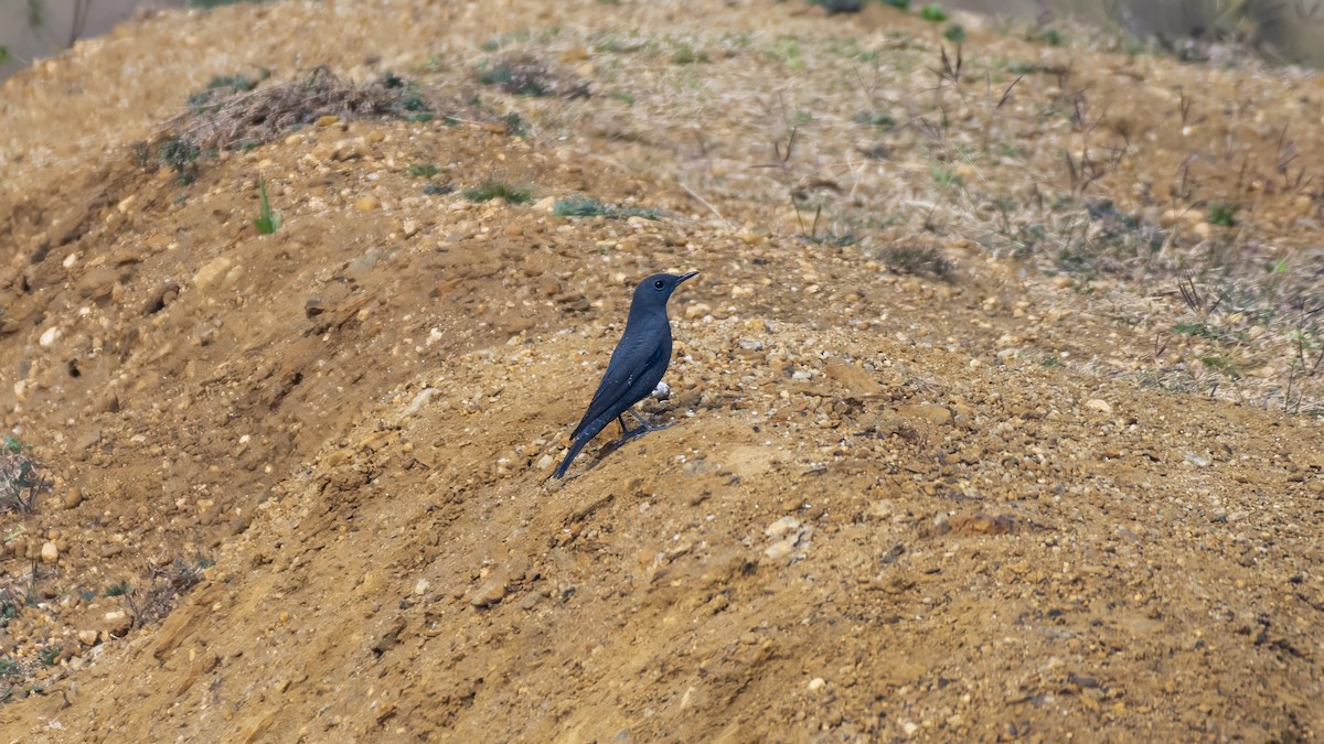 Blue Rock-Thrush - ML647050022