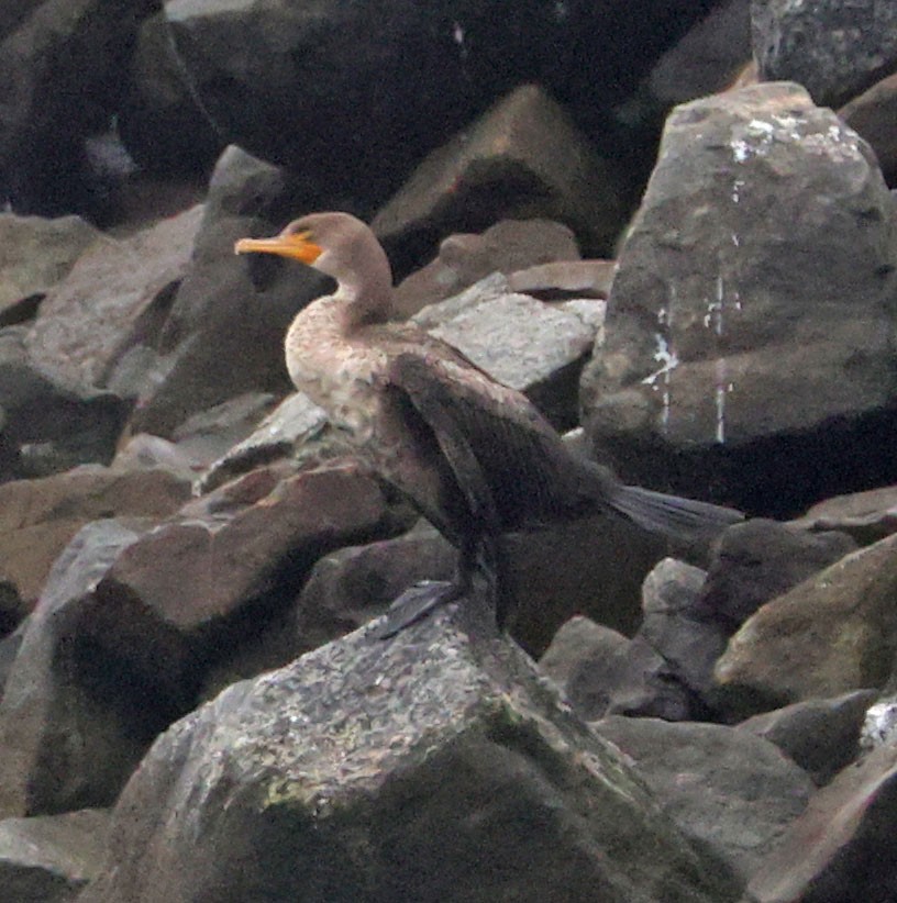 Double-crested Cormorant - ML647050023