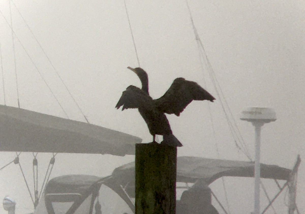 kormorán ušatý - ML647050024