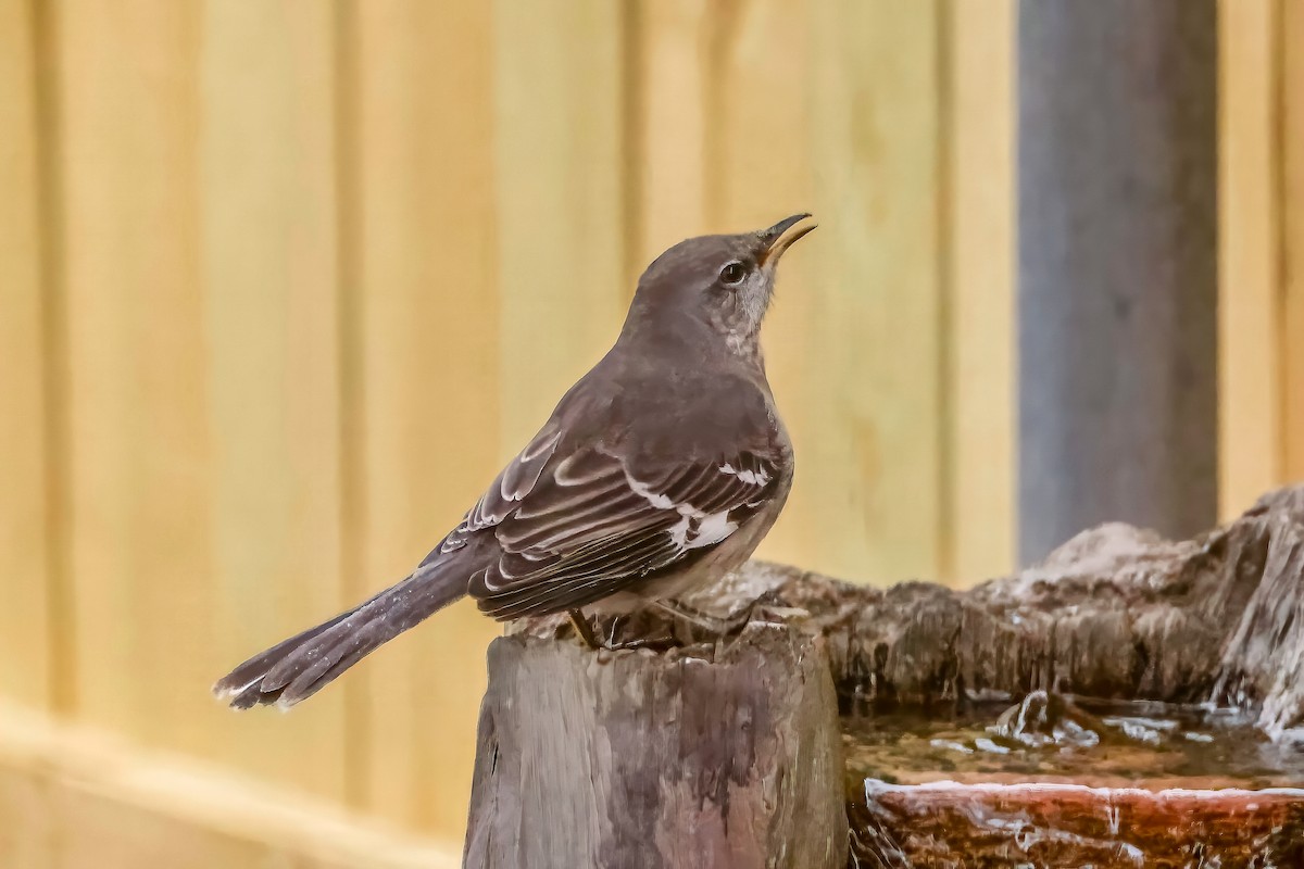 Northern Mockingbird - ML647050025