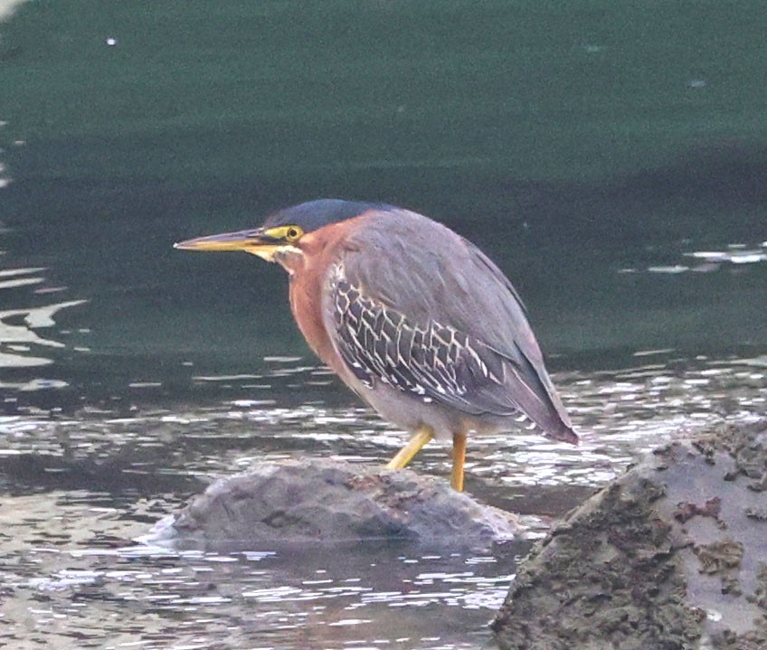 Green Heron - ML647050026