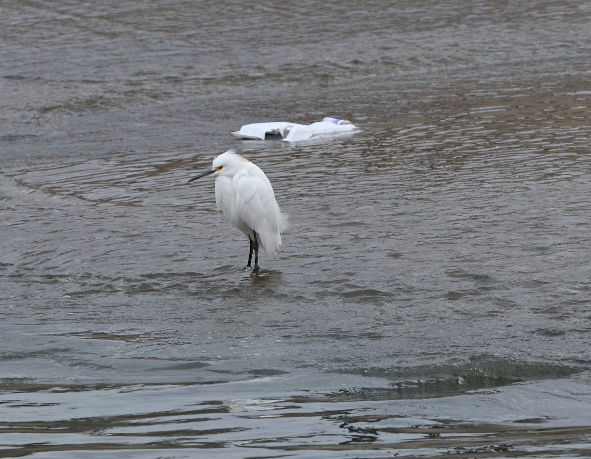 Snowy Egret - ML647050027