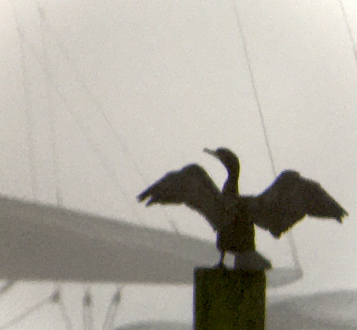 kormorán ušatý - ML647050028