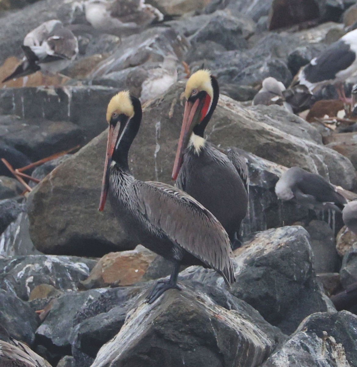 Brown Pelican - ML647050030