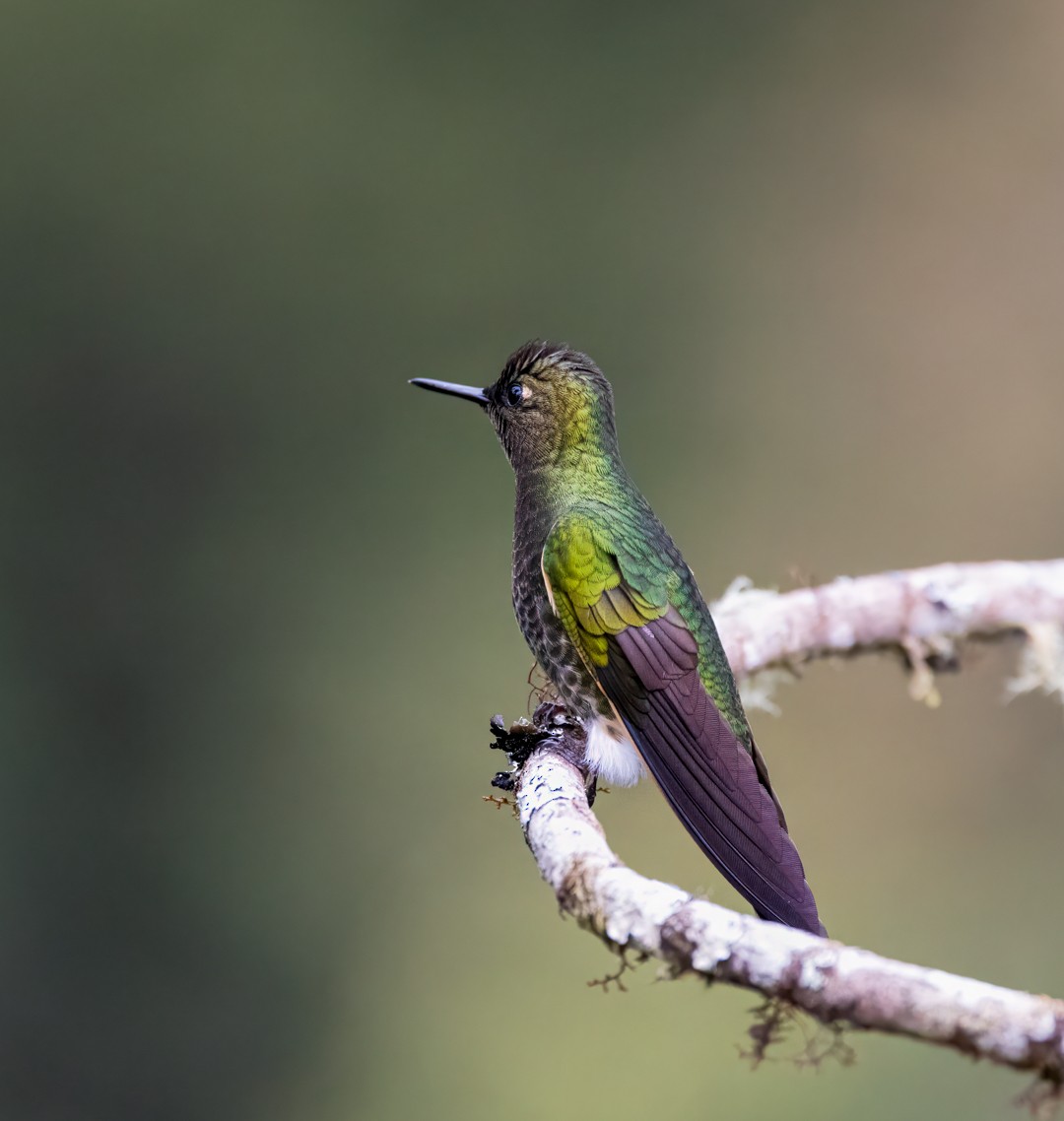 Buff-tailed Coronet - ML647050033