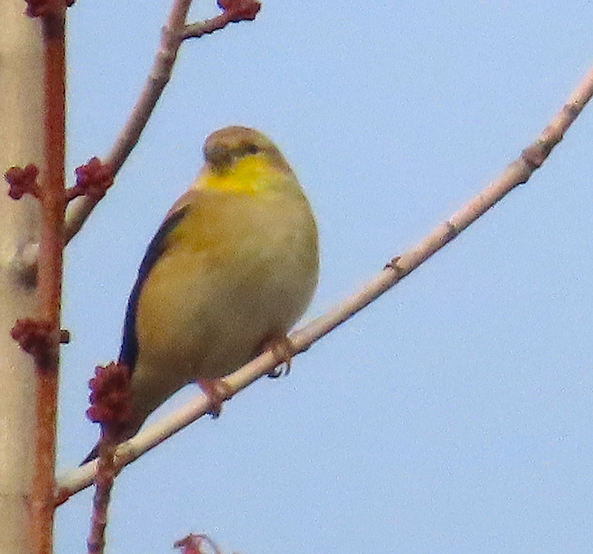 American Goldfinch - ML647050038