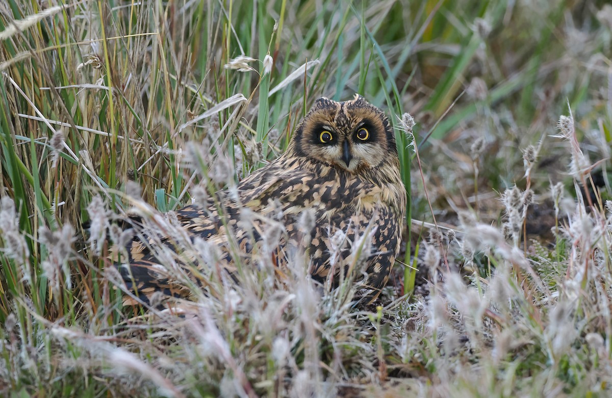 Short-eared Owl - ML647050044