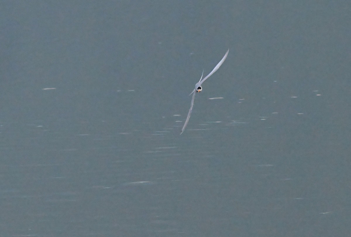 River Tern - ML647050045