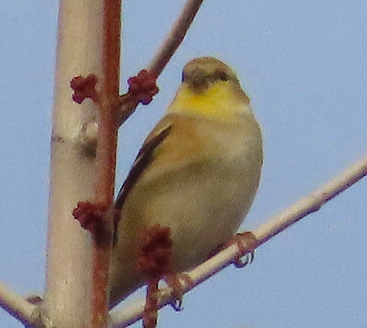 American Goldfinch - ML647050057