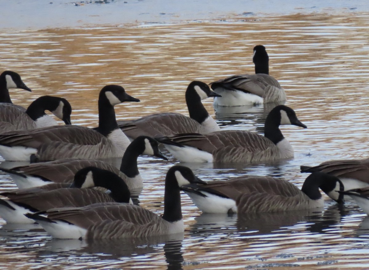 Kanada Kazı - ML647050059