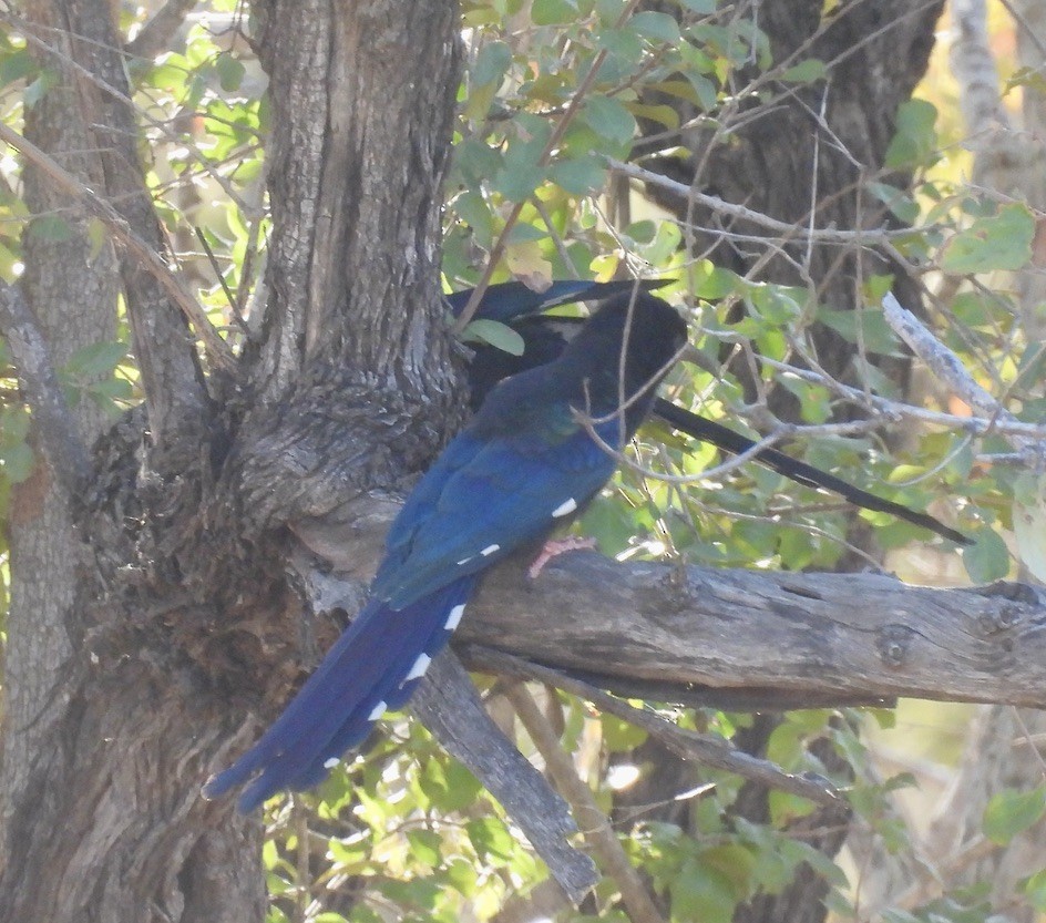 ミドリモリヤツガシラ - ML647050060