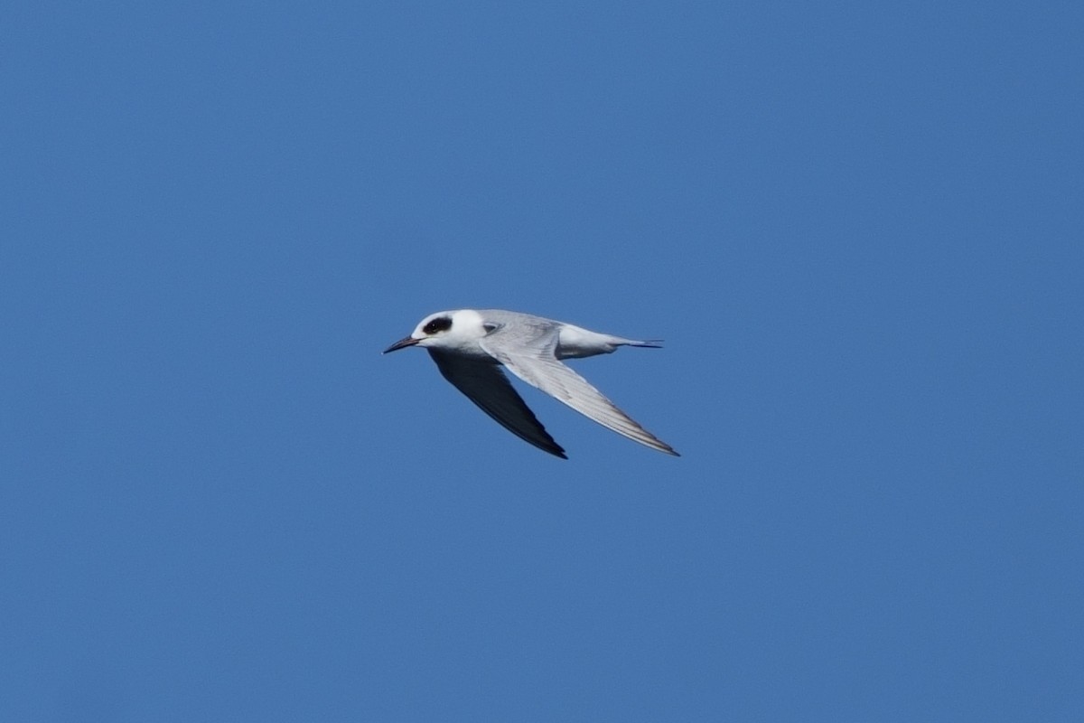 Forster's Tern - ML647050065