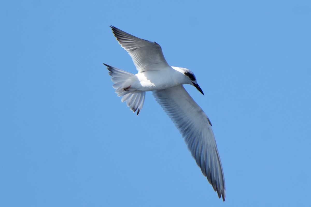 Forster's Tern - ML647050066