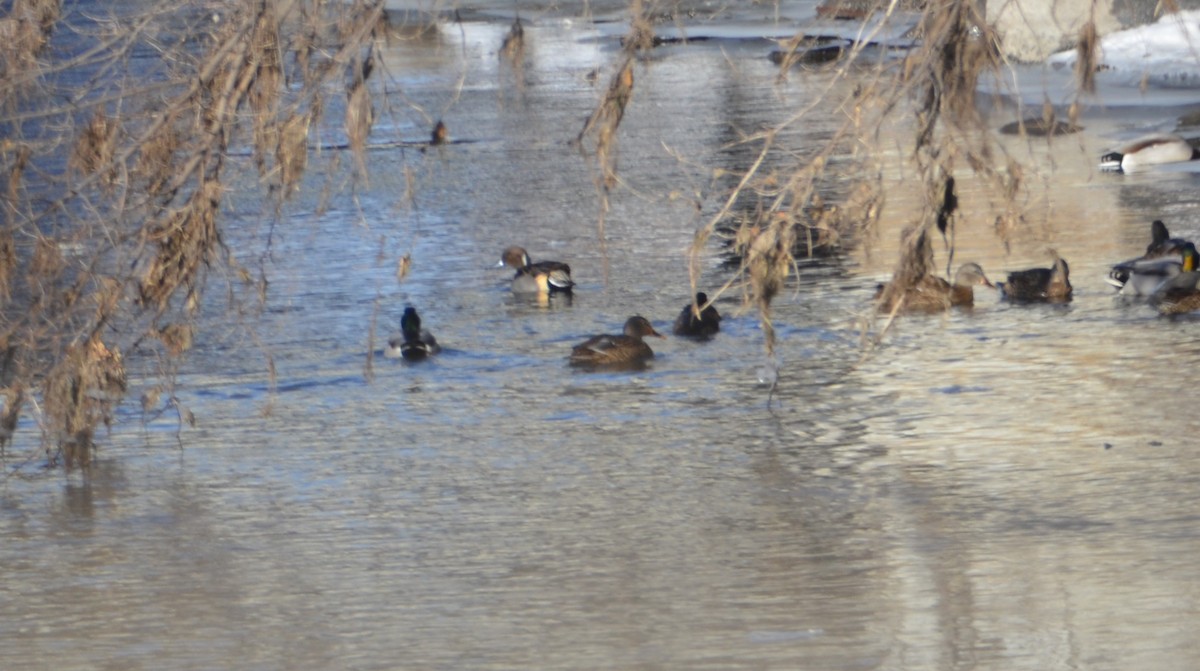 Northern Pintail - ML647050067