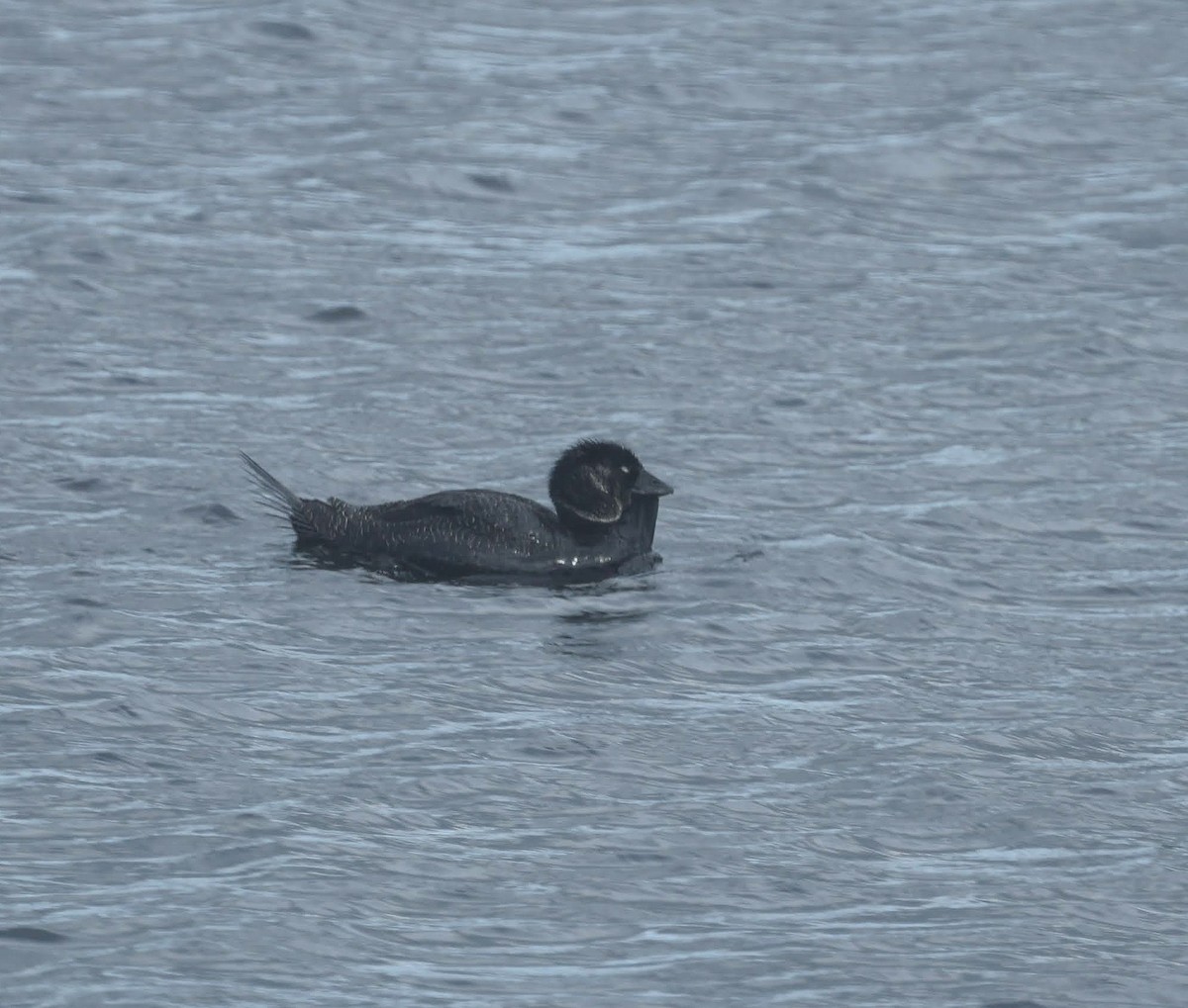 Лопастная утка - ML647050068