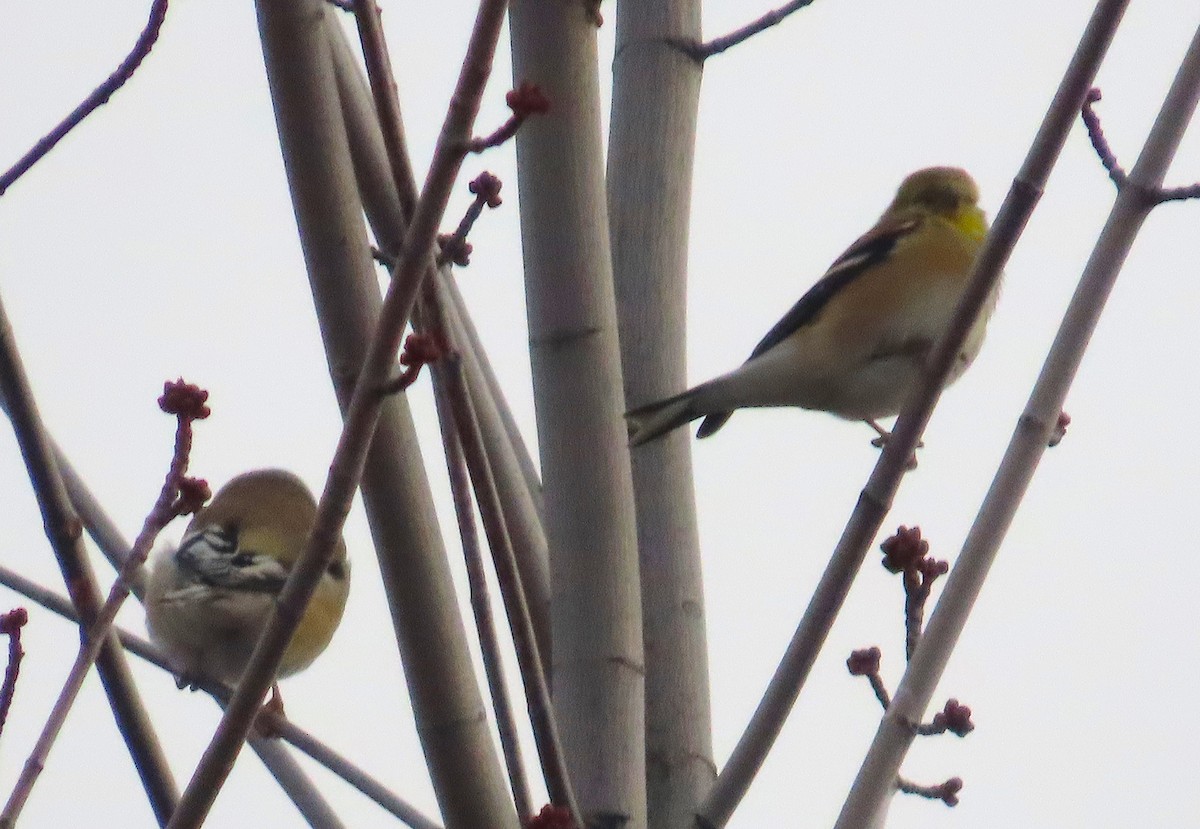 American Goldfinch - ML647050075