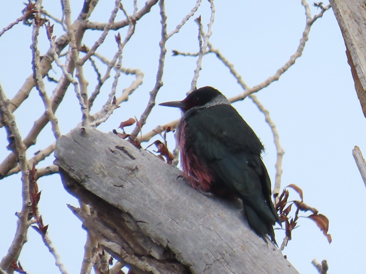 Lewis's Woodpecker - ML647050076