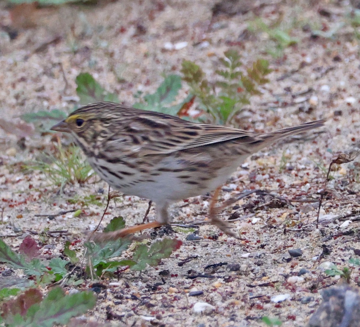 Пасовник савановий [група guttatus] - ML647050078