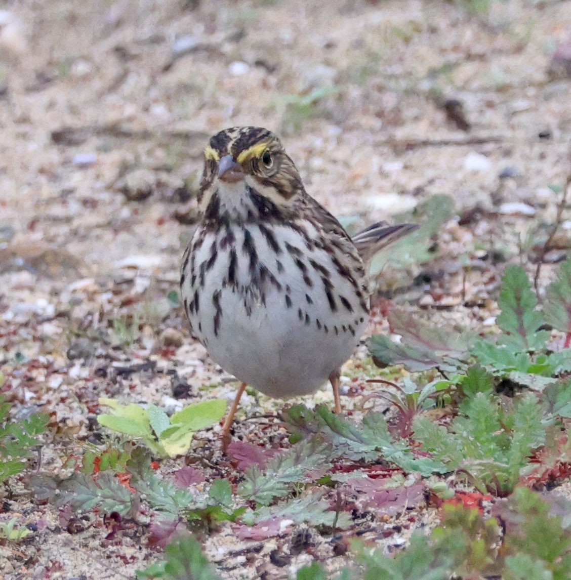 Пасовник савановий [група guttatus] - ML647050079