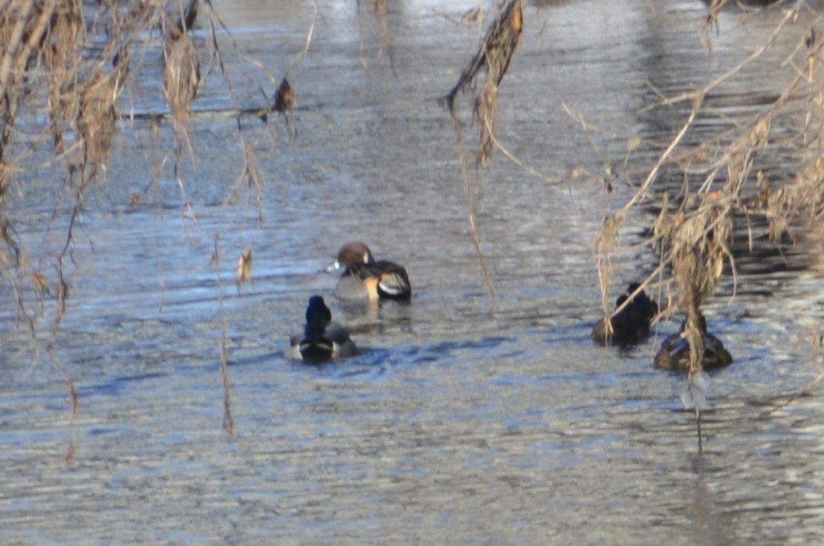 Northern Pintail - ML647050086
