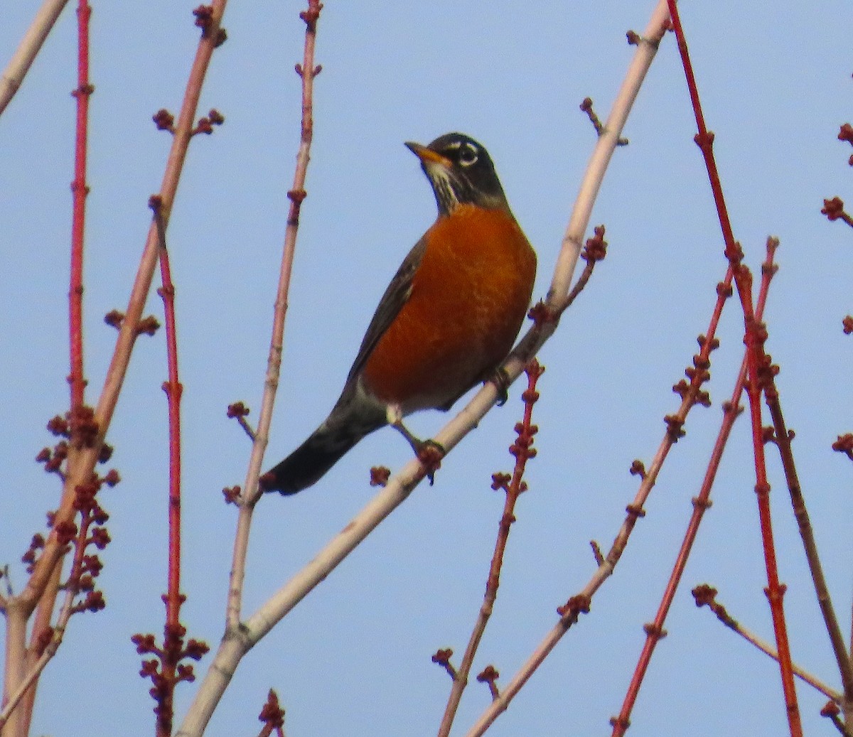 American Robin - ML647050088