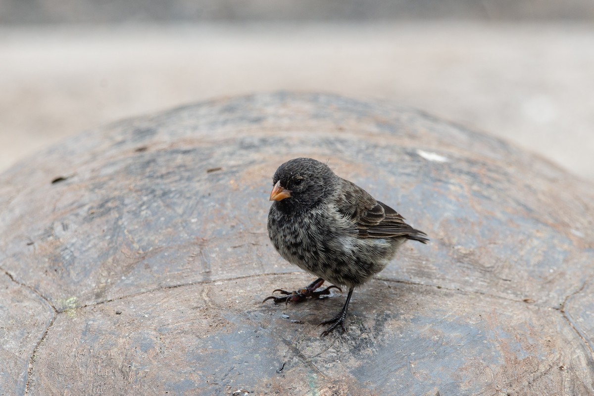Small Ground-Finch - ML647050089